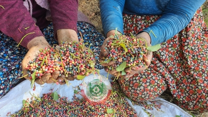 DEMİRCİ’DE ÇİTLEMBİK HASADINA BAŞLANDI