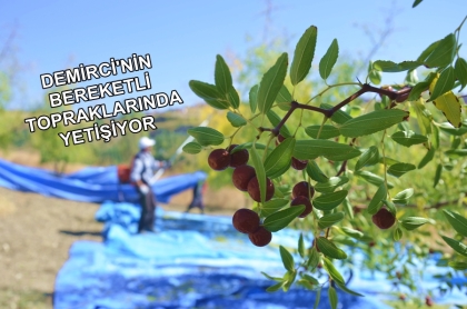 ŞİFA DEPOSU DEMİRCİ HÜNNABI