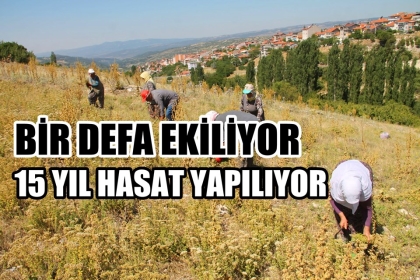 ŞİFA KAYNAĞI BİTKİ, KİLOSU 10 LİRA'DAN SATILIYOR