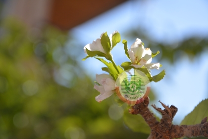 DEMİRCİ'DE EYLÜL AYINDA MEYVE AĞACI ÇİÇEK AÇTI