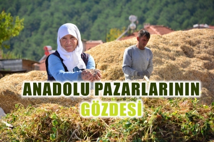 DEMİRCİ’NİN YAYLALARINDA KURU FASULYE HASADI