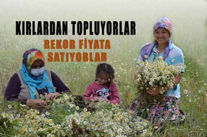 PAPATYA, DEMİRCİLİ KADINLARA KAZANÇ KAPISI OLDU