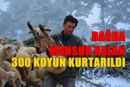 MAHSUR KALAN 300 KOYUN KURTARILDI