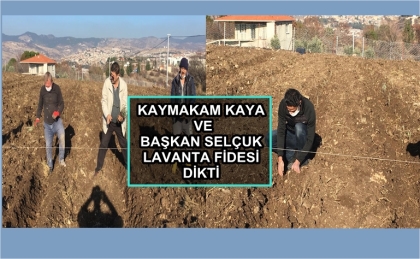 DEMİRCİ'DE LAVANTA ÜRETİMİ ARTIYOR