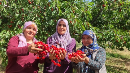 DEMİRCİ KİRAZINDA HASAT DEVAM EDİYOR