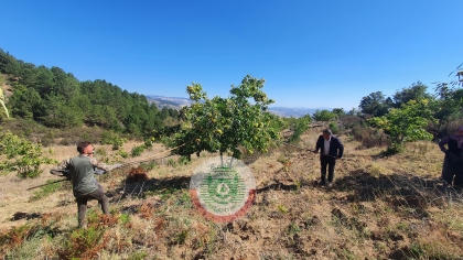 HASAT BAŞLADI, BU YIL 850 TON REKOLTE BEKLENİYOR