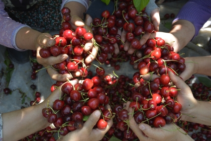 0900 ZİRAAT DEMİRCİ KİRAZINDA HASAT SÜRÜYOR.
