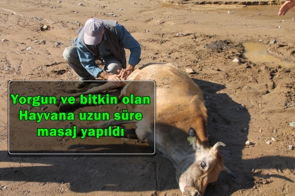 BATAKLIĞA SAPLANAN HAYVAN, EKİPLERİMİZCE KURTARILDI