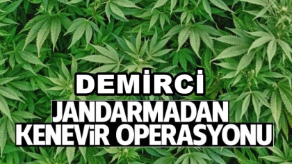 DEMİRCİ'DE HİNT KENEVİRİ OPERASYONU