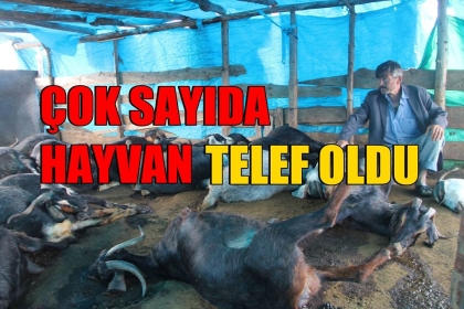 ÇOK SAYIDA HAYVAN TELEF OLDU