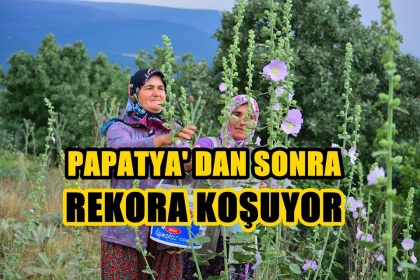 KENDİLİĞİNDEN YETİŞİYOR, REKOR FİYATA SATILIYOR