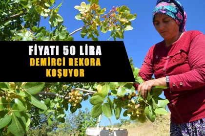 200 TON REKOLTE BEKLENİYOR, HASAT BAŞLADI