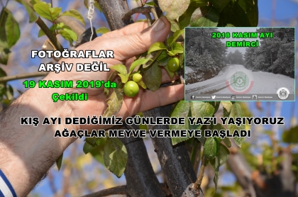 ÜRETİCİ ŞAŞKIN, KASIM AYINDA AĞAÇLAR MEYVE VERDİ