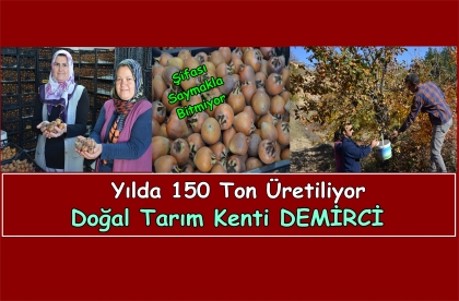 ŞİFA KAYNAĞI MUŞMULA, DEMİRCİ'DE İLAÇSIZ ÜRETİLİYOR