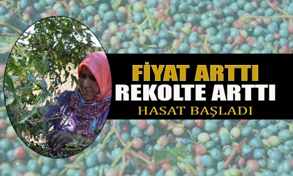 DOĞADA YETİŞEN ÇİTLEMBİK, GELİR KAPISI OLDU