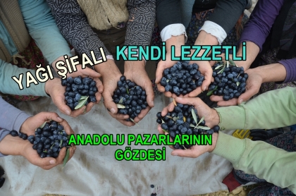 REKOLTE VE FİYAT ÜRETİCİYİ MEMNUN ETTİ.