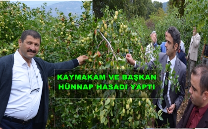 ŞİFALI DEMİRCİ HÜNNAP'ININ HASADI BAŞLADI