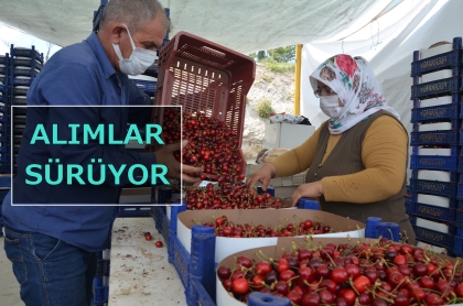 ​KİRAZDA FİYAT VE KALİTE YÜZLERİ GÜLDÜRÜYOR.