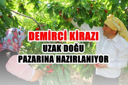 DEMİRCİ KİRAZI, UZAK DOĞU PAZARINA HAZIRLANIYOR