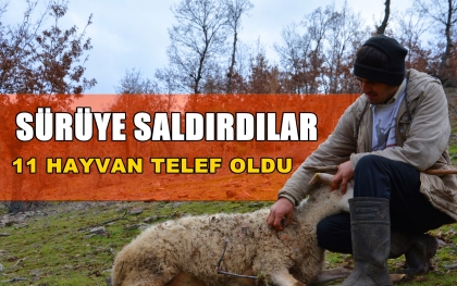 SÜRÜYE SALDIRDILAR, 11 HAYVANI TELEF ETTİLER