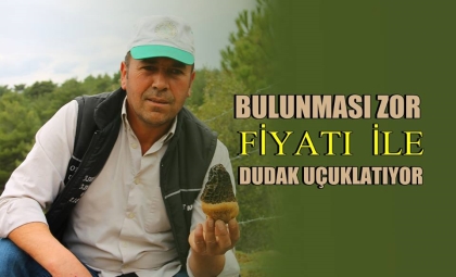 BULUNMASI MARİFET İSTEYEN MANTAR, FİYATIYLA DUDAK UÇUKLATTI