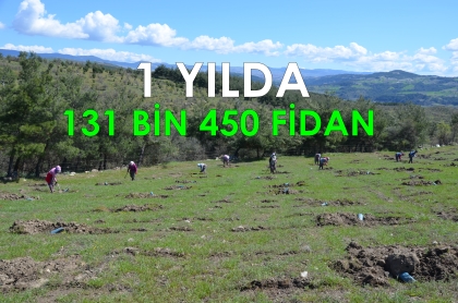 DEMİRCİ ORMANLARINA GELİR GETİRİCİ FİDANLAR DİKİLİYOR