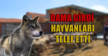 DAMA GİRDİ, ÇOK SAYIDA HAYVANI TELEF ETTİ.