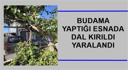 AĞAÇTAN DÜŞEN VATANDAŞ SEVK EDİLDİ