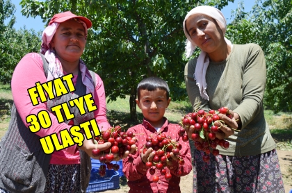 DEMİRCİ'NİN YAYLALARINDA KİRAZ MESAİSİ SÜRÜYOR