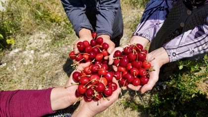 COĞRAFİ İŞARETLİ DEMİRCİ KİRAZINDA HASAT DÖNEMİ