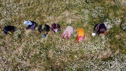 DOĞADA YETİŞEN PAPATYALAR KURUTULARAK SATILIYOR.