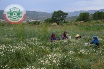 DOĞADA YETİŞİYOR, KURUTULARAK SATILIYOR