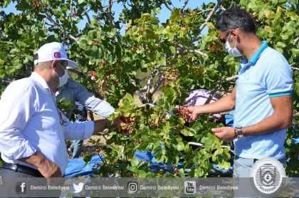 DEMİRCİ'DE ANTEP FISTIĞINDA HASAT DÖNEMİ