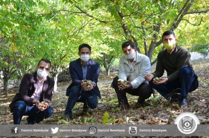 DEMİRCİ'DE CEVİZ HASADI 