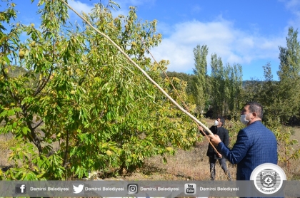 DEMİRCİ'DE KESTANE HASADI