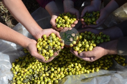 DOĞADA YETİŞİYOR, SİRKE VE MARMELAT OLARAK ŞİFA DAĞITIYOR