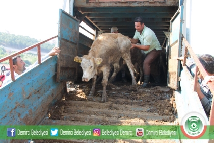 14 GENÇ ÇİFTÇİ'YE, 84 BÜYÜKBAŞ HAYVAN DESTEĞİ