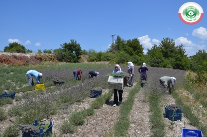 DEMİRCİ'NİN İLK LAVANTA TARLALARINDA HASAT BAŞLADI