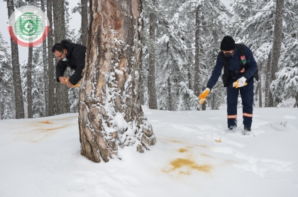 YABAN HAYATI İÇİN DOĞAYA YİYECEK BIRAKILDI