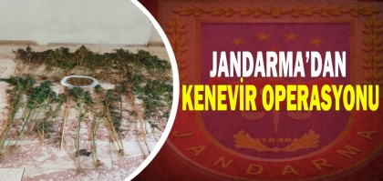 DEMİRCİ JANDARMA'DAN KENEVİR OPERASYONU