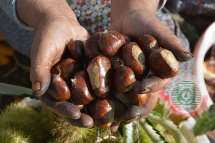 DEMİRCİ'DE KESTANE HASADINA BAŞLANDI