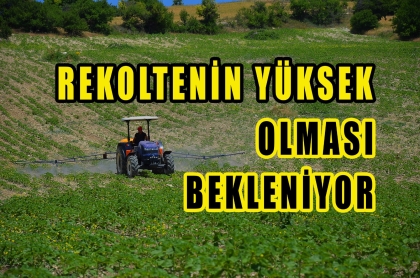 2 BİN 500 DEKAR ARAZİDE, 160 ÇİFTÇİ ÜRETİYOR