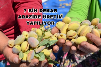 DEMİRCİ BADEMİ, ÜRETİM VE KALİTEDE ZİRVEYE OYNUYOR