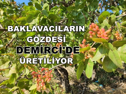 DEMİRCİ'DE ANTEP FISTIĞINDA HASAT BAŞLADI