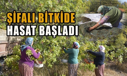 DOĞADA KENDİLİĞİNDEN YETİŞEN BİTKİ GEÇİM KAYNAĞI