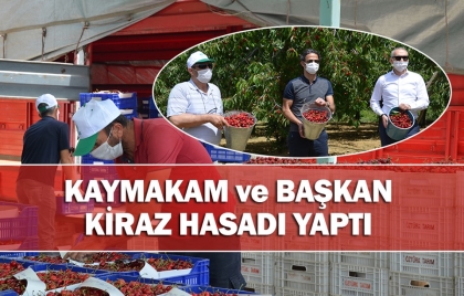 UZAK DOĞU'YA HAZIRLANAN DEMİRCİ KİRAZ'INDA HASAT SEVİNCİ