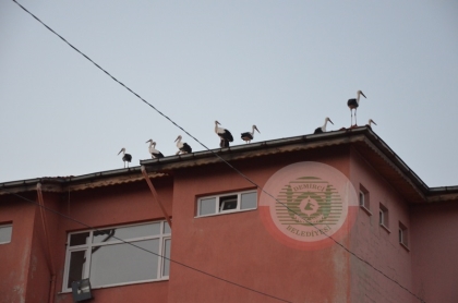 LEYLEKLER GÖÇ MOLASINI DEMİRCİ'DE VERDİ