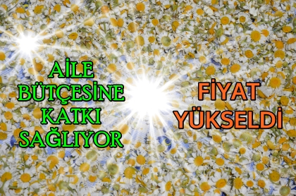 DEMİRCİ'NİN TERTEMİZ DOĞASINDA YETİŞİYOR