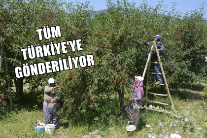 DEMİRCİ’NİN TERTEMİZ DOĞASINDA VİŞNE HASADI