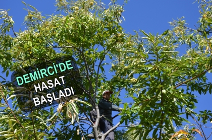 ŞEKERLEMECİLERİN VE ANADOLU PAZARLARININ GÖZDESİ